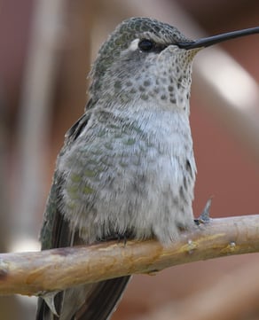 Black-chinned Hummingbird