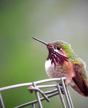 Calliope Hummingbird