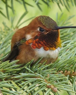 Allen’s Hummingbird