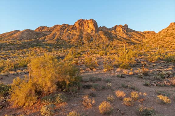 Cactus Sisters